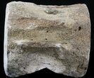 Fossil Whale Vertebrae - Yorktown Formation #40307-2